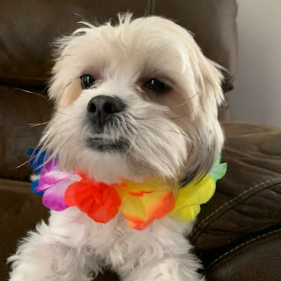 Meet your Posher, Rylee - Picture 1 of 1